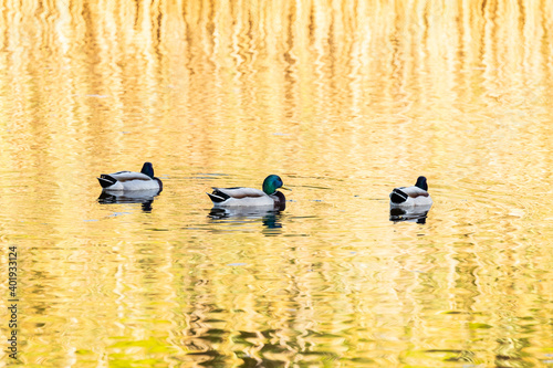 Patos al atardecer
