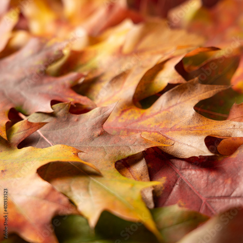 Autumn background from colorful leaves with bokeh. Close-up photo of texture of autumn leaves. Thanksgiving day background.