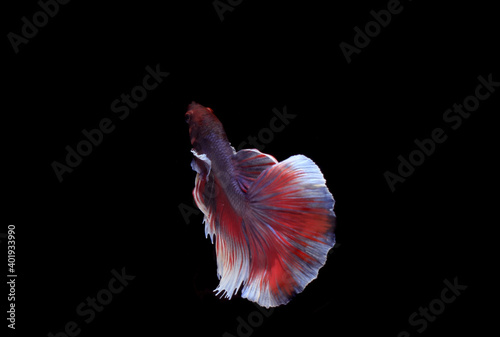 Big Beautiful Slayer or Halfmoon Blue and Betta, Cupang or Siamese Fighting fish, at Black background 