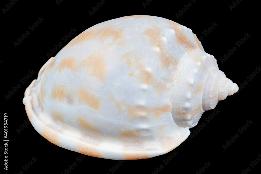 Seashell isolated on a black background. Macro photography. Beautiful seashell close-up. Seashell isolated on a black background. Macro photography. Beautiful seashell close-up.