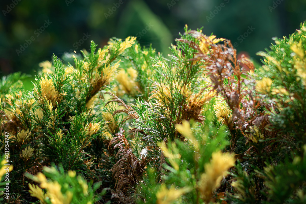 Natural branches of growing young thuja goldenrod Natural branches of growing young thuja goldenrod