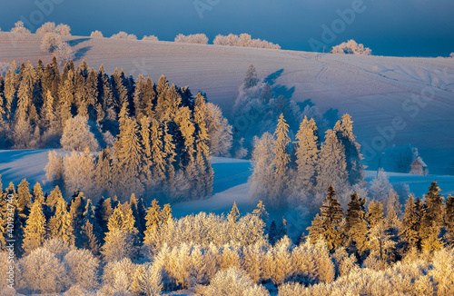 Beautiful winter landscape - trees adorned with frost on the frozen hills against the background of the morning fog