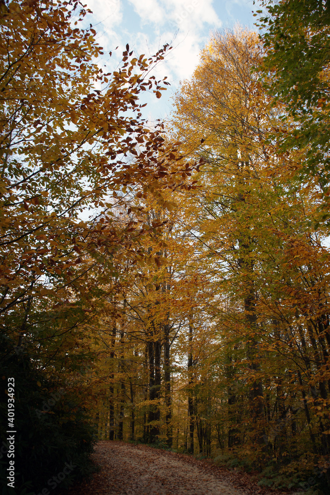 Fototapeta premium A tree, with its bright, dark, yellow and autumn leaves, fills the environment with its beautiful presence in the world.