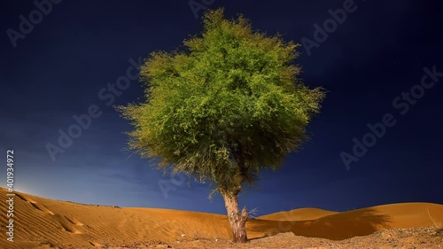 dubai abu dhabi sharjah ghaf tree
