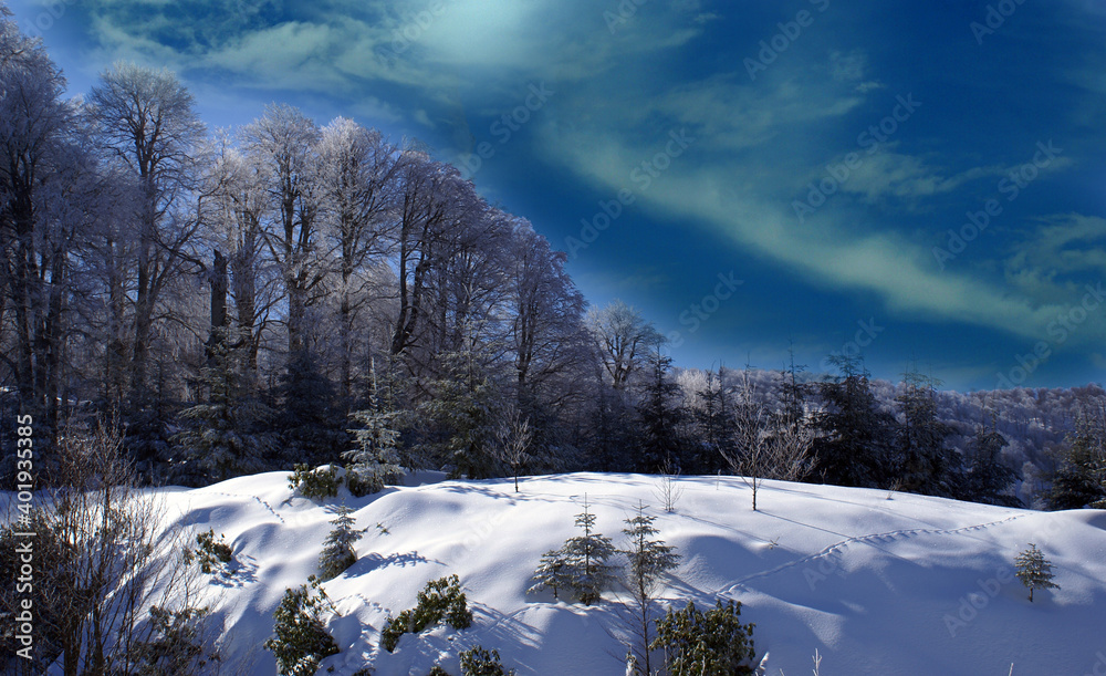 A photo with the theme of winter landscape with nature and trees inside.