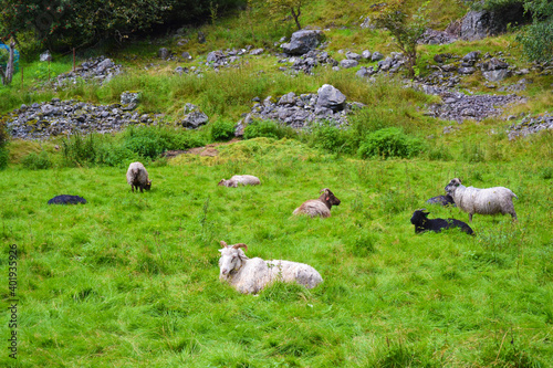 Sheep resting on the grass. Flam, Norway