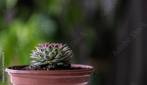 cactus in a pot