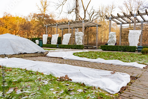Fototapeta Naklejka Na Ścianę i Meble -  Plants and trees in a park or garden covered with blanket, swath of burlap, frost protection bags or roll of fabric to protect them from frost, freeze and cold temperature in winter