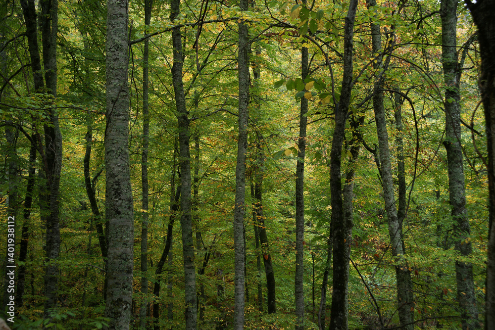 Impressive photos of the peaceful and relaxing forest with trees reflecting the most beautiful shade of green. Impressive photos of the peaceful and relaxing forest with trees reflecting the most beautiful shade of green.