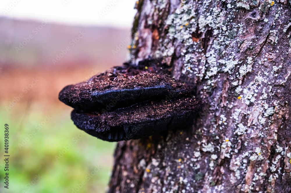 A closeup of a wild black mushroom growing on a tree covered in lichen A closeup of a wild black mushroom growing on a tree covered in lichen