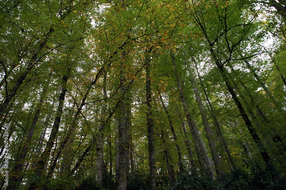 Impressive photos of the peaceful and relaxing forest with trees reflecting the most beautiful shade of green. Impressive photos of the peaceful and relaxing forest with trees reflecting the most beautiful shade of green.