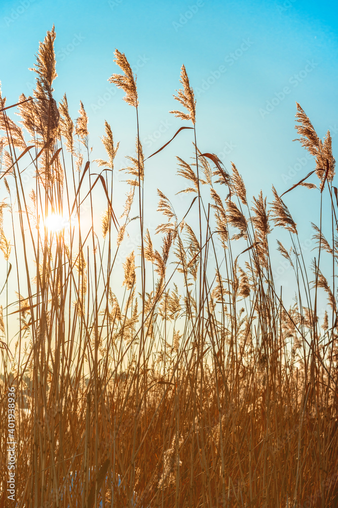 Fluffy reeds swaying in the wind on a Sunny winter day. Beautiful natural background Fluffy reeds swaying in the wind on a Sunny winter day. Beautiful natural background