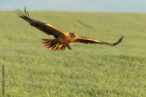 Spanish Imperial Eagle two-year-old female flying at first light of day on a cold winter morning