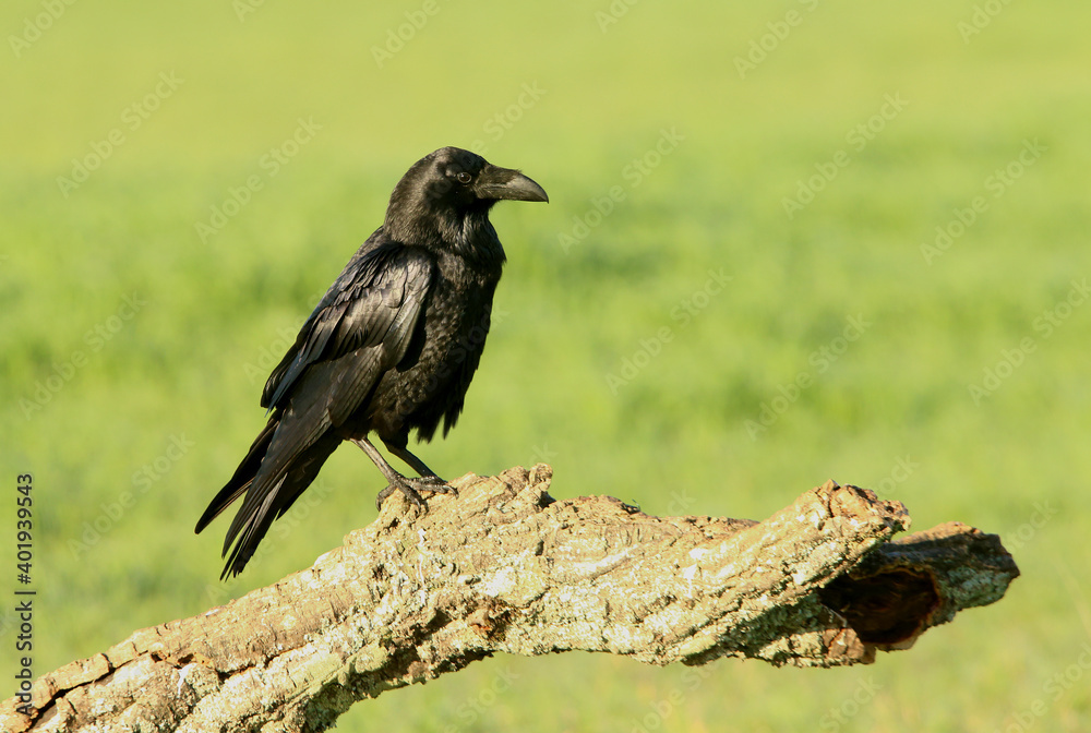 Common raven with the first light of dawn on a cold winter's day Common raven with the first light of dawn on a cold winter's day