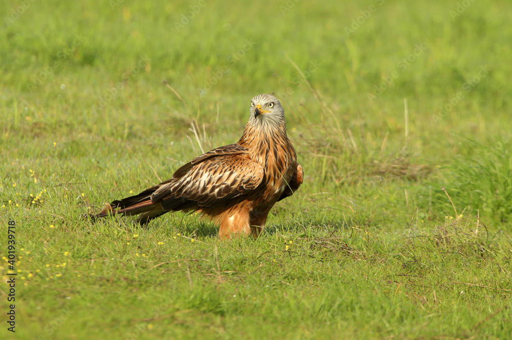 Red kite with the first light of dawn on a cold winter day Red kite with the first light of dawn on a cold winter day