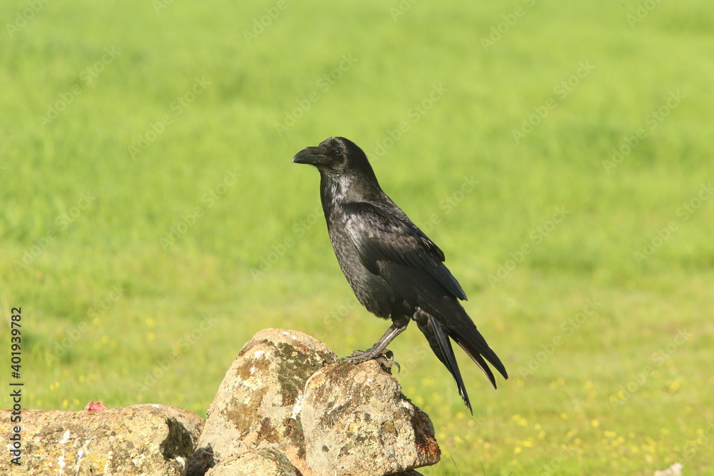 Common raven with the first light of dawn on a cold winter's day Common raven with the first light of dawn on a cold winter's day