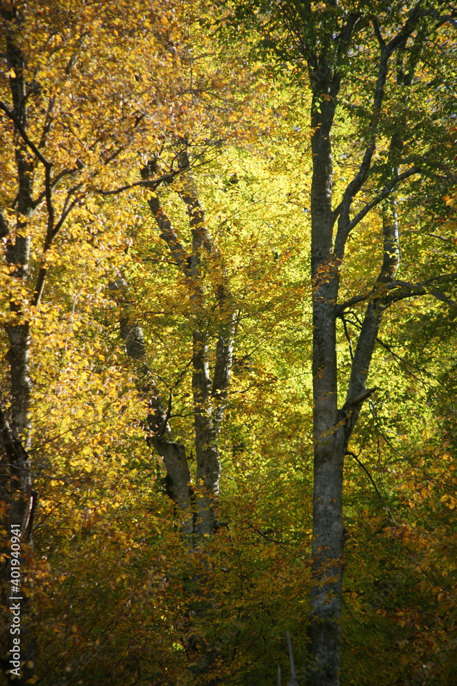 A photo of trees that have bright, dark, yellow, and red leaves in the autumn season.