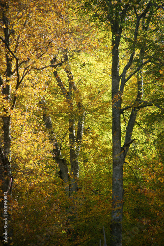 A photo of trees that have bright, dark, yellow, and red leaves in the autumn season.