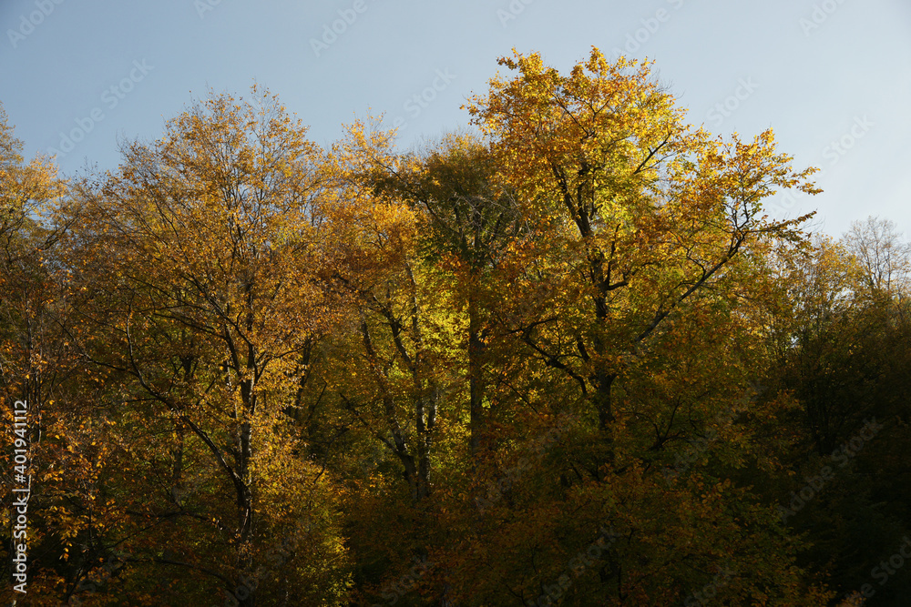 A photo of trees that have bright, dark, yellow, and red leaves in the autumn season.