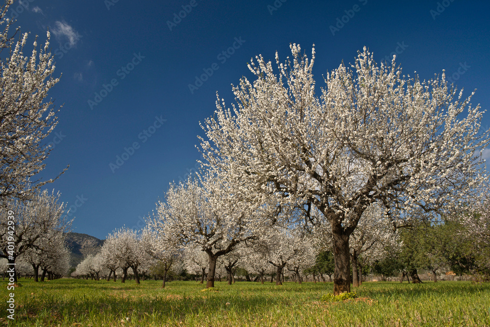 Almendros en flor, Prunus dulcis. S' Esglaieta. Mallorca.Islas Baleares. Spain. Almendros en flor, Prunus dulcis. S' Esglaieta. Mallorca.Islas Baleares. Spain.