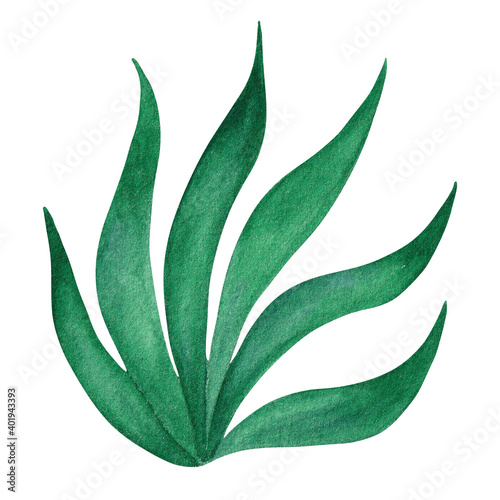 Green plant, algae. Isolated hand painted watercolor illustration