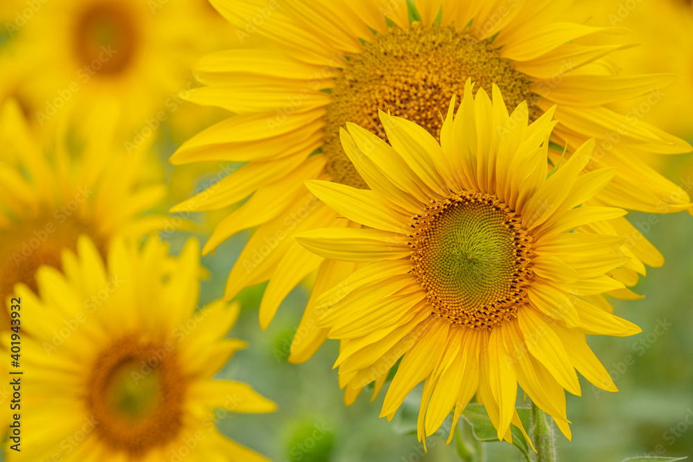 campo de girasoles, Helianthus annuus, santa María de Huerta, Soria, comunidad autónoma de Castilla y León, Spain, Europe campo de girasoles, Helianthus annuus, santa María de Huerta, Soria, comunidad autónoma de Castilla y León, Spain, Europe