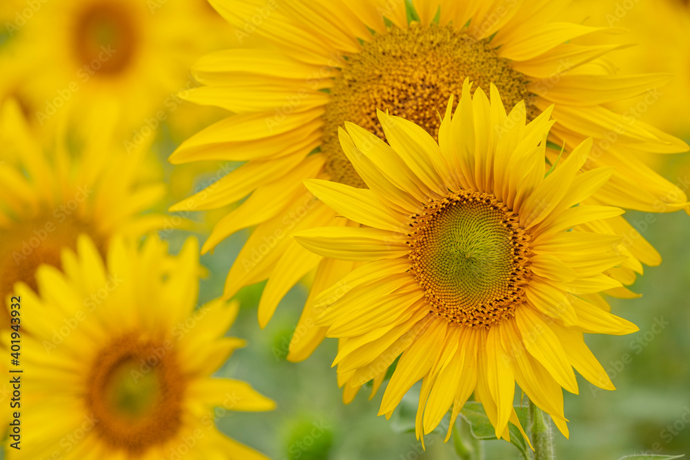 campo de girasoles, Helianthus annuus, santa María de Huerta, Soria,  comunidad autónoma de Castilla y León, Spain, Europe