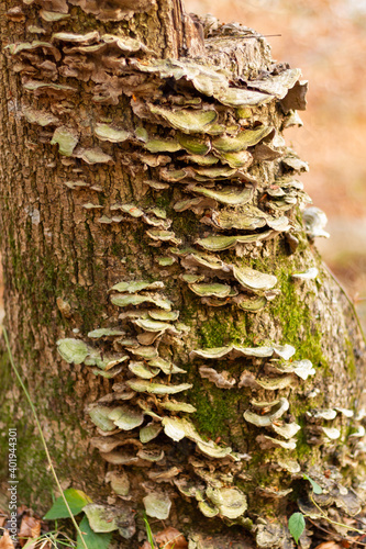 Tree trunk full of fungi and moss