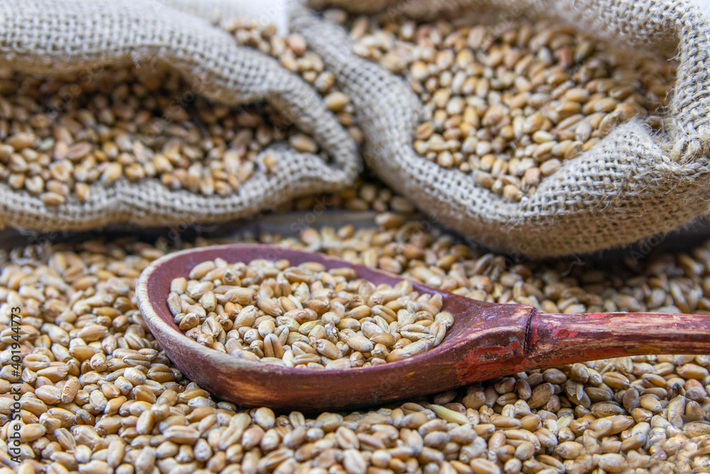 Fototapeta premium Wooden spoon of wheat seeds and a bag of grain. Rustic background.