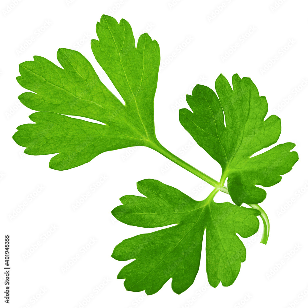 Parsley isolated on white background, clipping path, full depth of field Parsley isolated on white background, clipping path, full depth of field