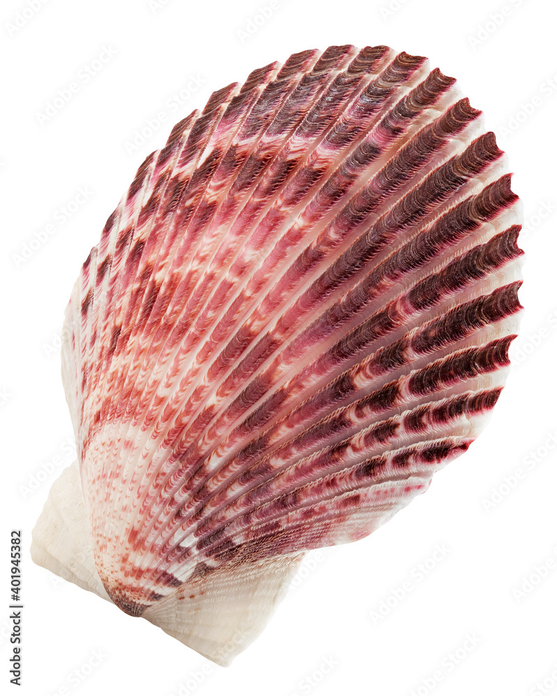 scallops sea shell isolated on white background, clipping path, full depth of field