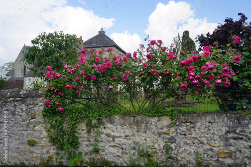 old house in the village with a rose bush fence in France