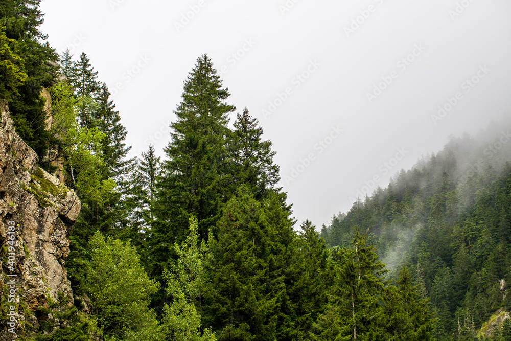Pine trees are among the types of coniferous trees and are one of the trees that do not leave