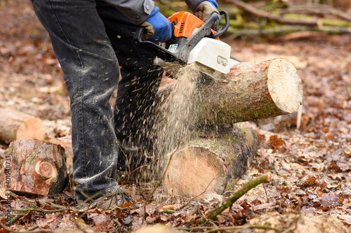 Woodcutter saws tree with chainsaw. Felling tree with chainsaw in the forest. Czech Republic, Europe.