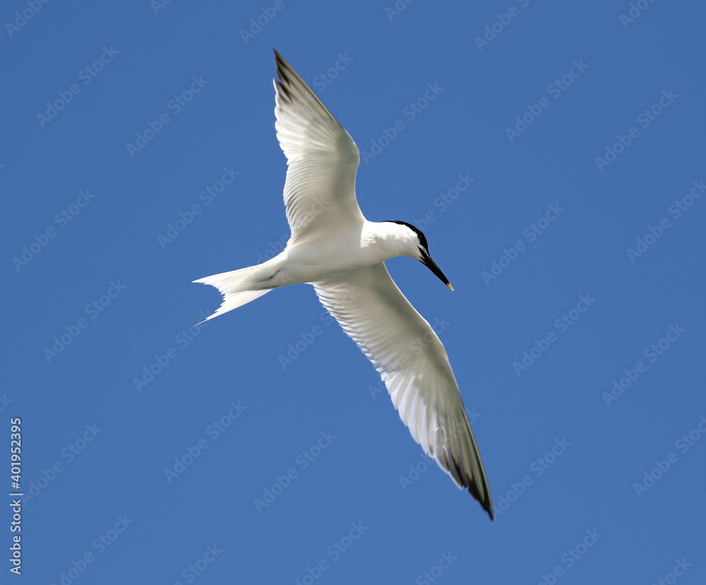 Obraz premium Sandwich tern in flight with sky blue background. Thalasseus sandvicensis.