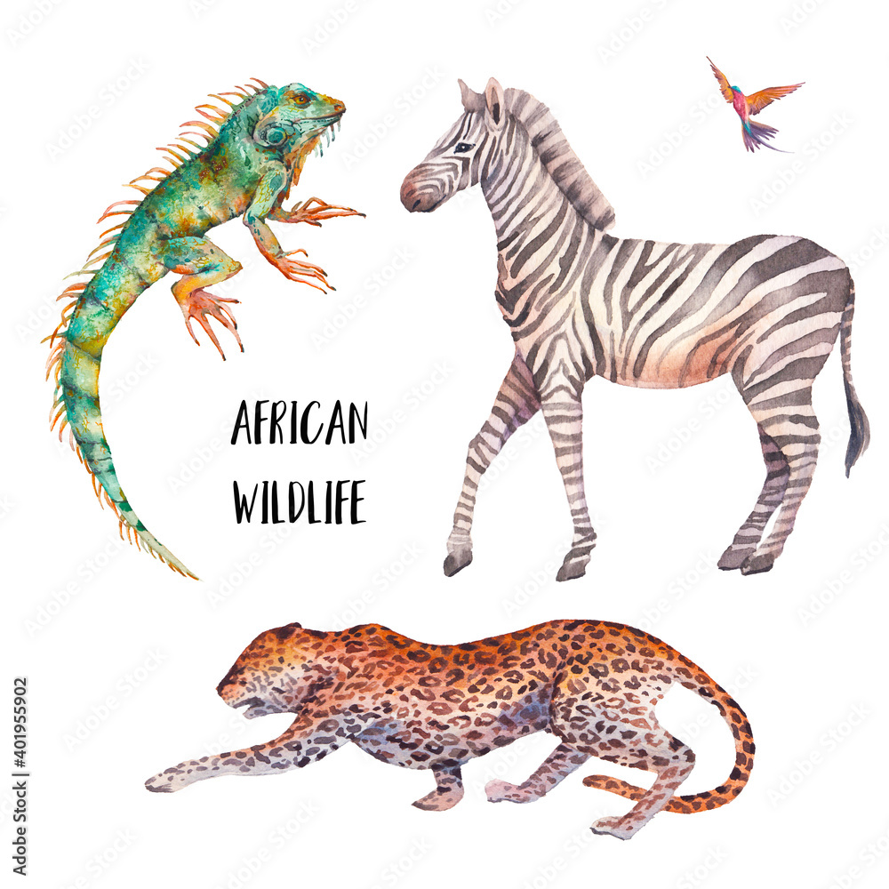 Fototapeta premium Watercolor safari animals illustration. Hand drawn set of animals isolated on white background. African fauna: leopard, zebra, iguana