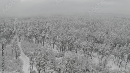 Winter forest snow Latvia pine trees landscape drone shooting 4K video