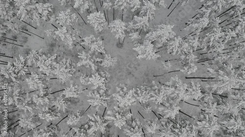Winter forest snow Latvia pine trees landscape drone shooting 4K video
