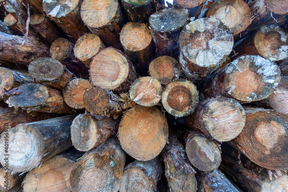 Close up of stack of felled tree trunks in forest Close up of stack of felled tree trunks in forest