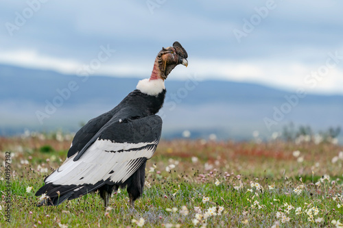 The Andean condor (Vultur gryphus) photo