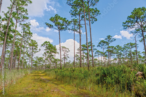 Trail in the  Jonathan Dickinson State Park