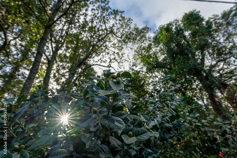 Fototapeta premium Flora of a park in Ponta Delgada, Azores