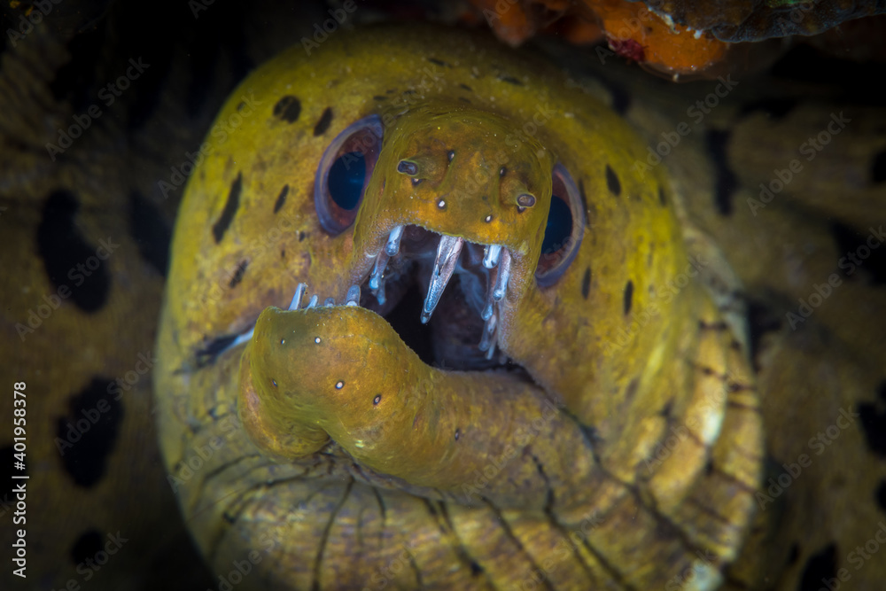 Spot Face moray eel (Gymnothorax fimbriatus) showing off its awesome