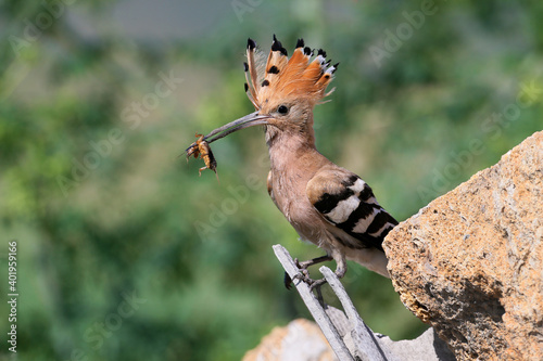 A bright hoopoe with an open tuft sits on a stone and holds a huge Mole crickets in its beak
