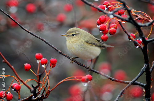 The common chiffchaff  Phylloscopus collybita  sits on a hawthorn branch surrounded by bright red berries and rain