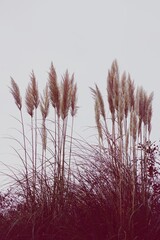 Sierkussen Bordeaux Witte herfstplanten in de natuur  © Ismael