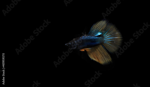 Small Half Moon Yellow Tail Blue Body Cupang, Betta, Siamese Fighting fish, at Black background