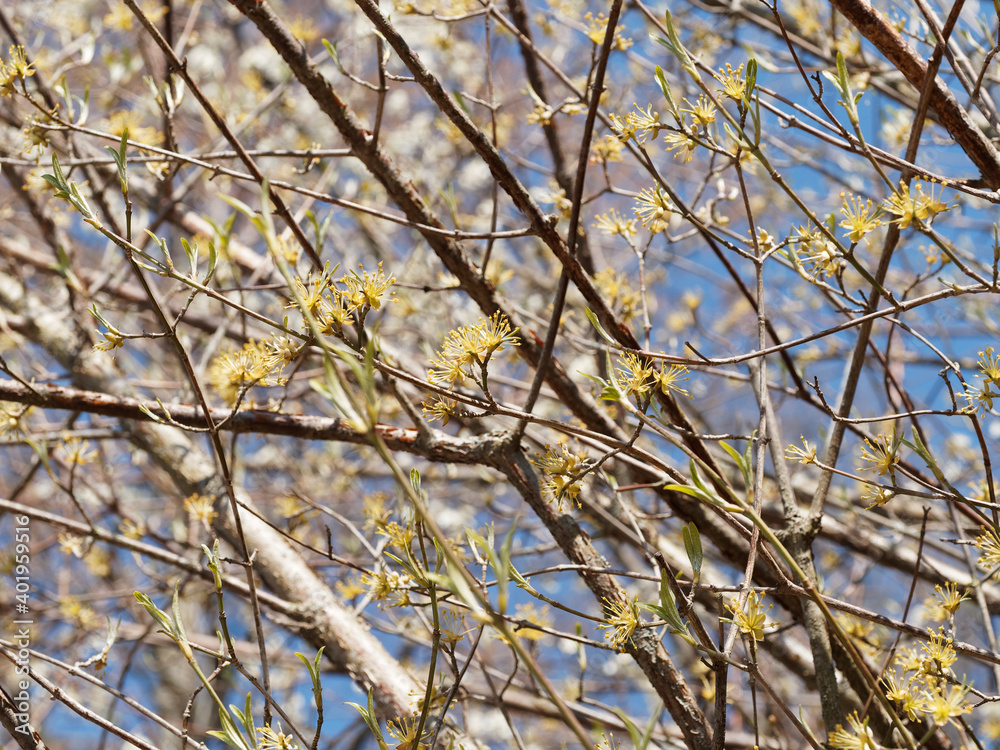 Fototapeta premium (Cornus mas) Cornelian cherry dogwood or european cornel with beautiful effect of spring yellow blossoms on brown branches with attractive bark under a blue sky
