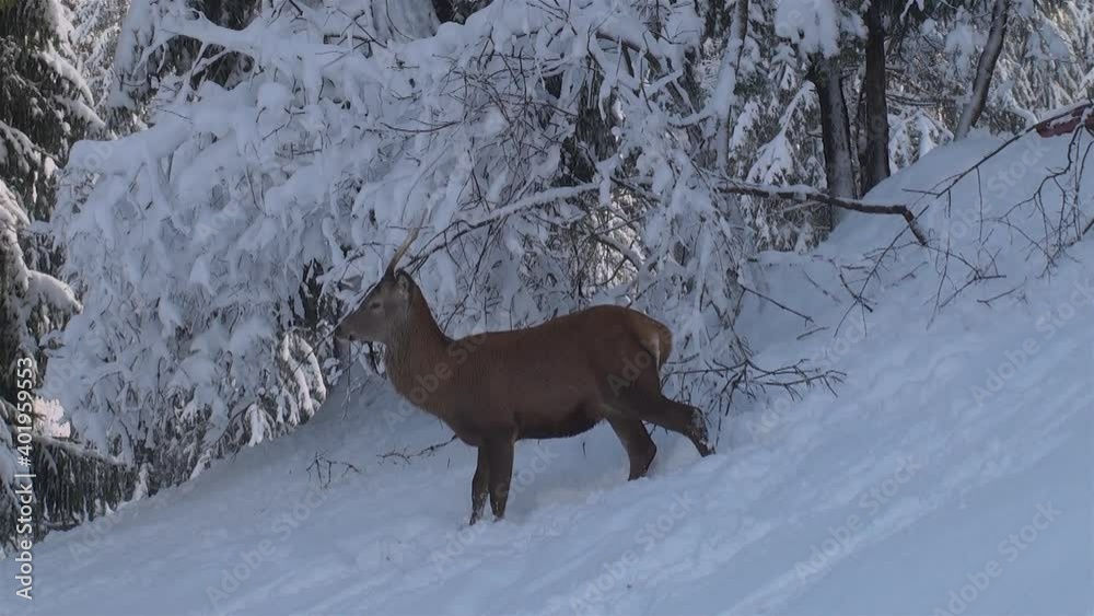 the behavior of deers looking for food in the snowy forests during the winter the behavior of deers looking for food in the snowy forests during the winter