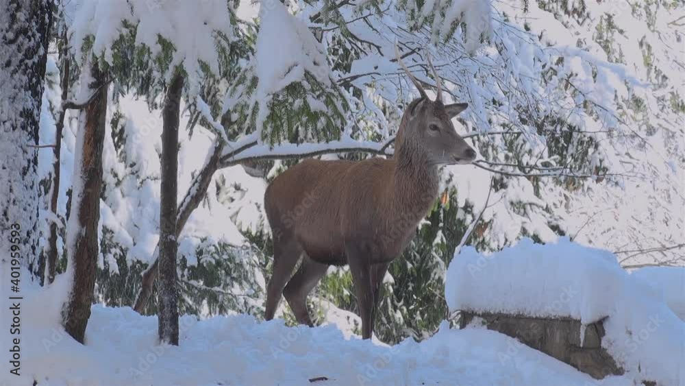 the behavior of deers looking for food in the snowy forests during the winter the behavior of deers looking for food in the snowy forests during the winter